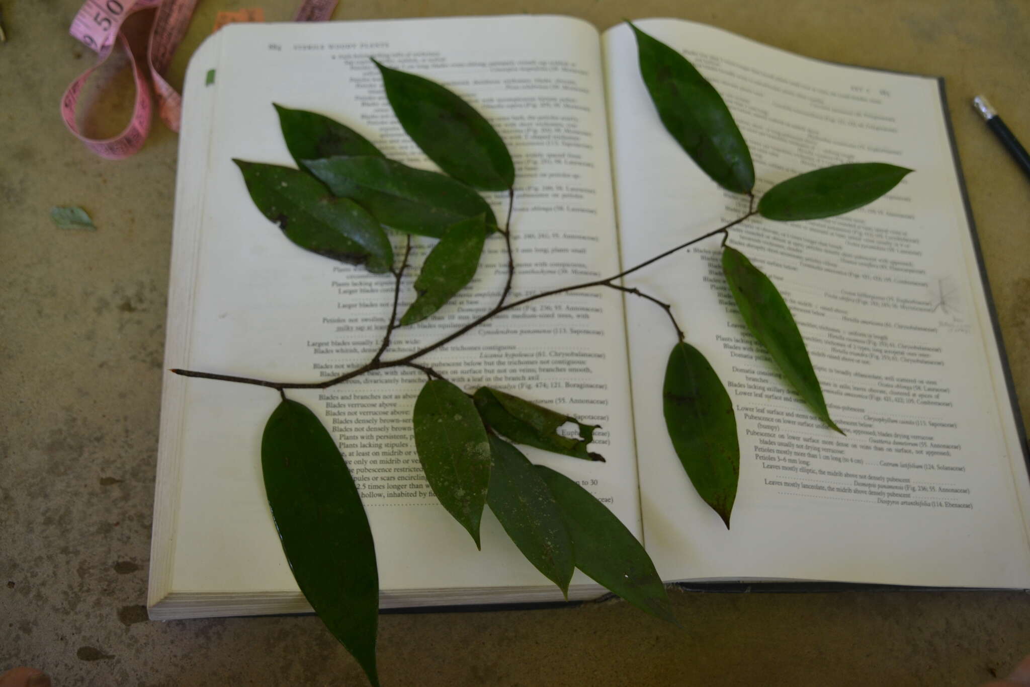 Image of Xylopia macrantha Triana & Planch.