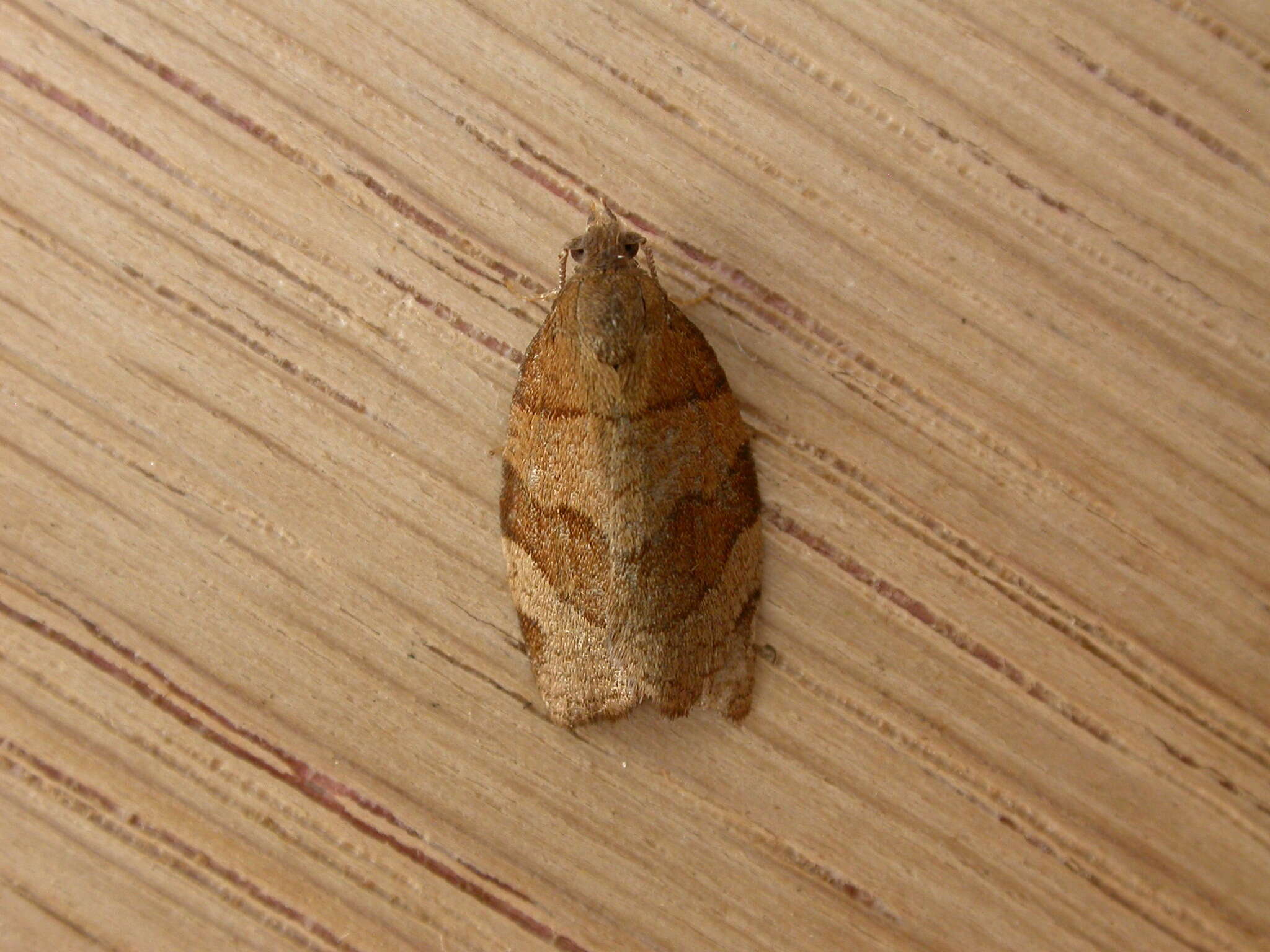 Image of barred fruit-tree tortrix