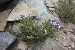 Слика од Polemonium eximium Greene