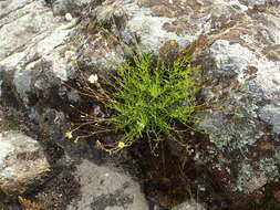 Image of Silene saxifraga L.