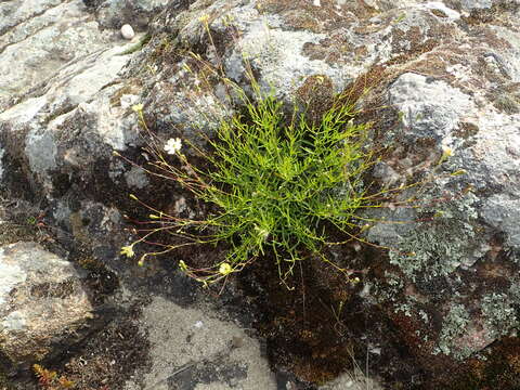 Image of Silene saxifraga L.