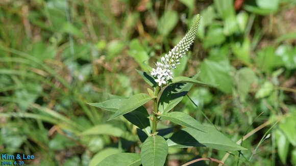 Image of gooseneck yellow loosestrife