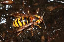 Image of median wasp