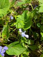 Image of common blue violet