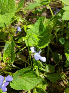 Image of common blue violet