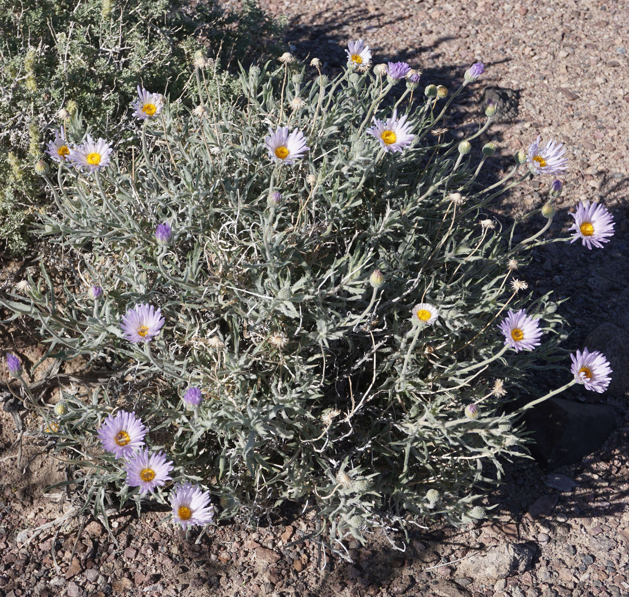 Image de Xylorhiza tortifolia (Torr. & A. Gray) Greene