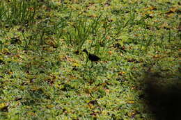 Image of Jacana jacana hypomelaena (Gray & GR 1846)