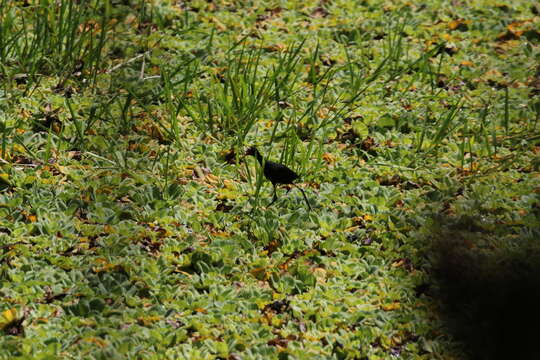 Image of Jacana jacana hypomelaena (Gray & GR 1846)