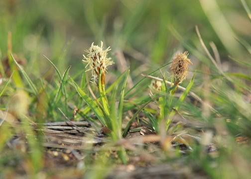 Image of vernal sedge