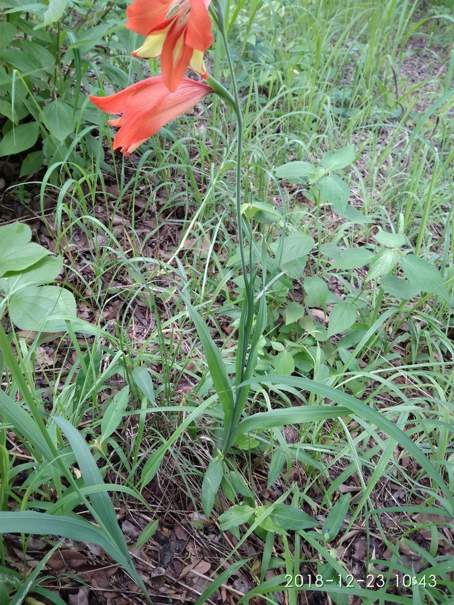 Image of Gladiolus decoratus Baker