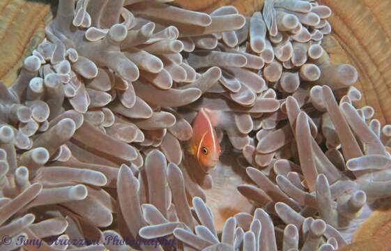 Image of Pink anemonefish