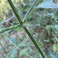 صورة Dicliptera paniculata (Forssk.) I. Darbysh.