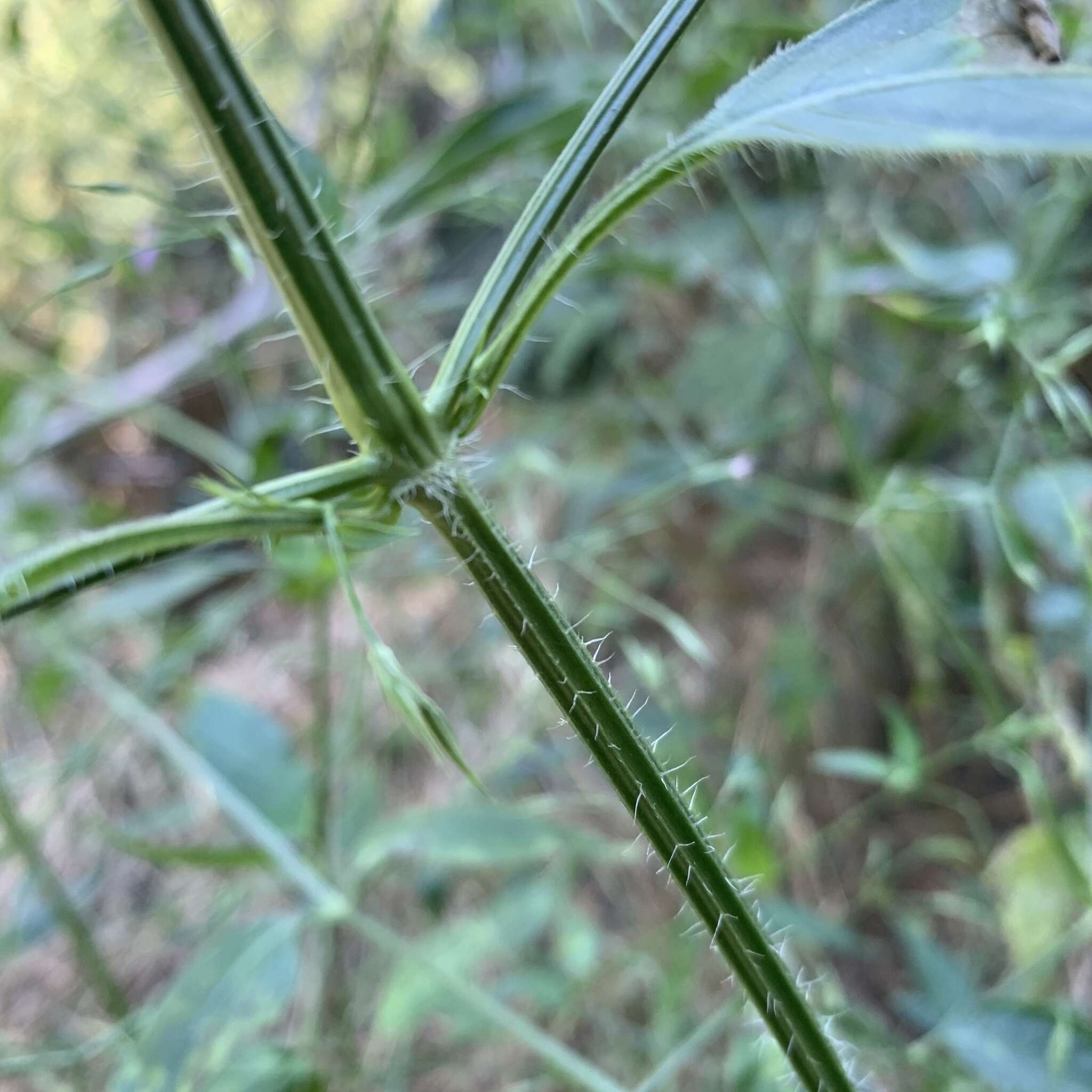 Image of Dicliptera paniculata (Forssk.) I. Darbysh.