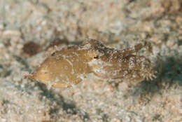 Image of Greater Blue-ringed Octopus