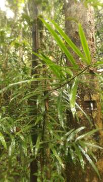 Image of Podocarpus madagascariensis Baker