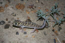 Image of Common wonder gecko
