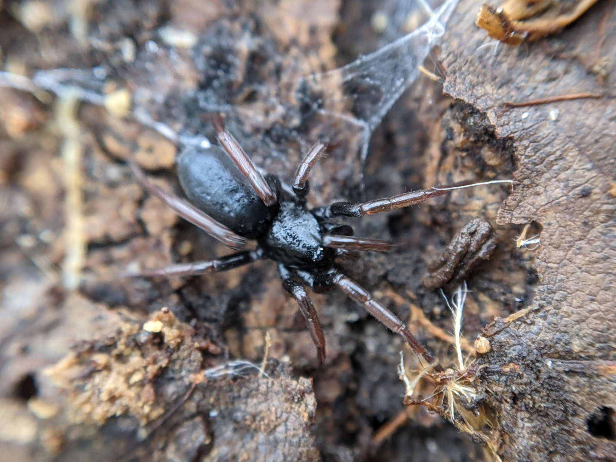 Plancia ëd Trachyzelotes pedestris (C. L. Koch 1837)