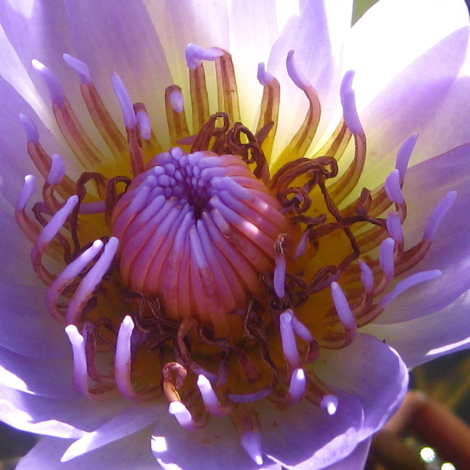 Blue Star Water Lily Encyclopedia Of Life