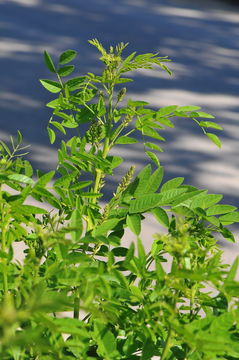 Image of cultivated licorice