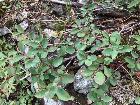 Imagem de Cotoneaster cinnabarinus Juz.