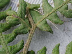 Image of Deparia petersenii subsp. congrua (Brack.) M. Kato