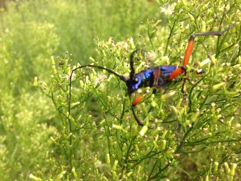 Image of Bumelia Borer