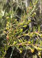 Image of sweet boronia