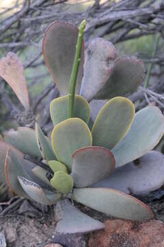 Image of Adromischus maximus Hutchison