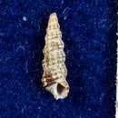 Image of Metaxia convexa (Carpenter 1856)