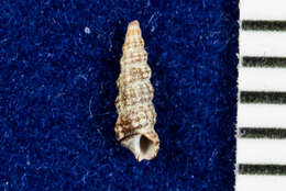 Image of Metaxia convexa (Carpenter 1856)