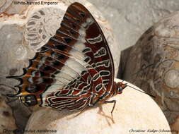 Imagem de Charaxes brutus natalensis Staudinger 1886