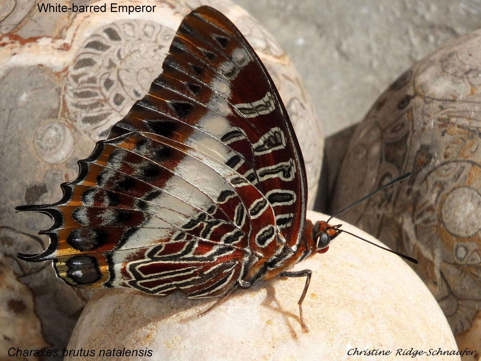 Charaxes brutus natalensis Staudinger 1886的圖片