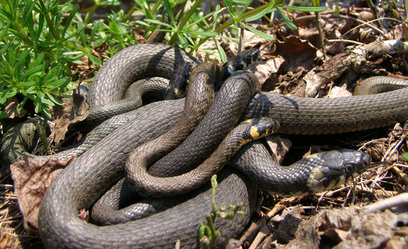 Image of Colkhis Water Snake