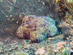 Image of Cushion star