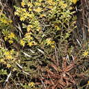 Sivun Dittrichia viscosa subsp. revoluta (Hoffmgg. & Link) P. Silva & Tutin kuva