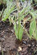 Aloe kniphofioides Baker resmi