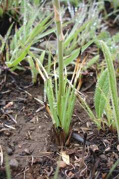 Aloe kniphofioides Baker resmi