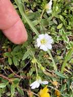 صورة Cerastium latifolium L.