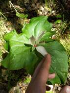 Trillium chloropetalum var. giganteum (Hook. & Arn.) Munz resmi