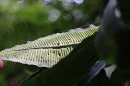 Image of Angiopteris somae (Hayata) Makino & Nemoto