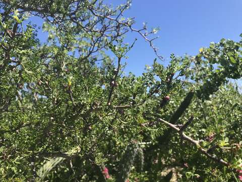 Image of Bursera exequielii León de la Luz