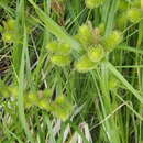 Image of Carex capricornis Meinsh. ex Maxim.