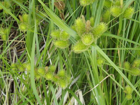 Image of Carex capricornis Meinsh. ex Maxim.