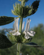 Image of horehound