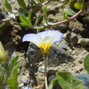 Image of Convolvulus tricolor subsp. cupanianus (Tod.) Cavara & Grande