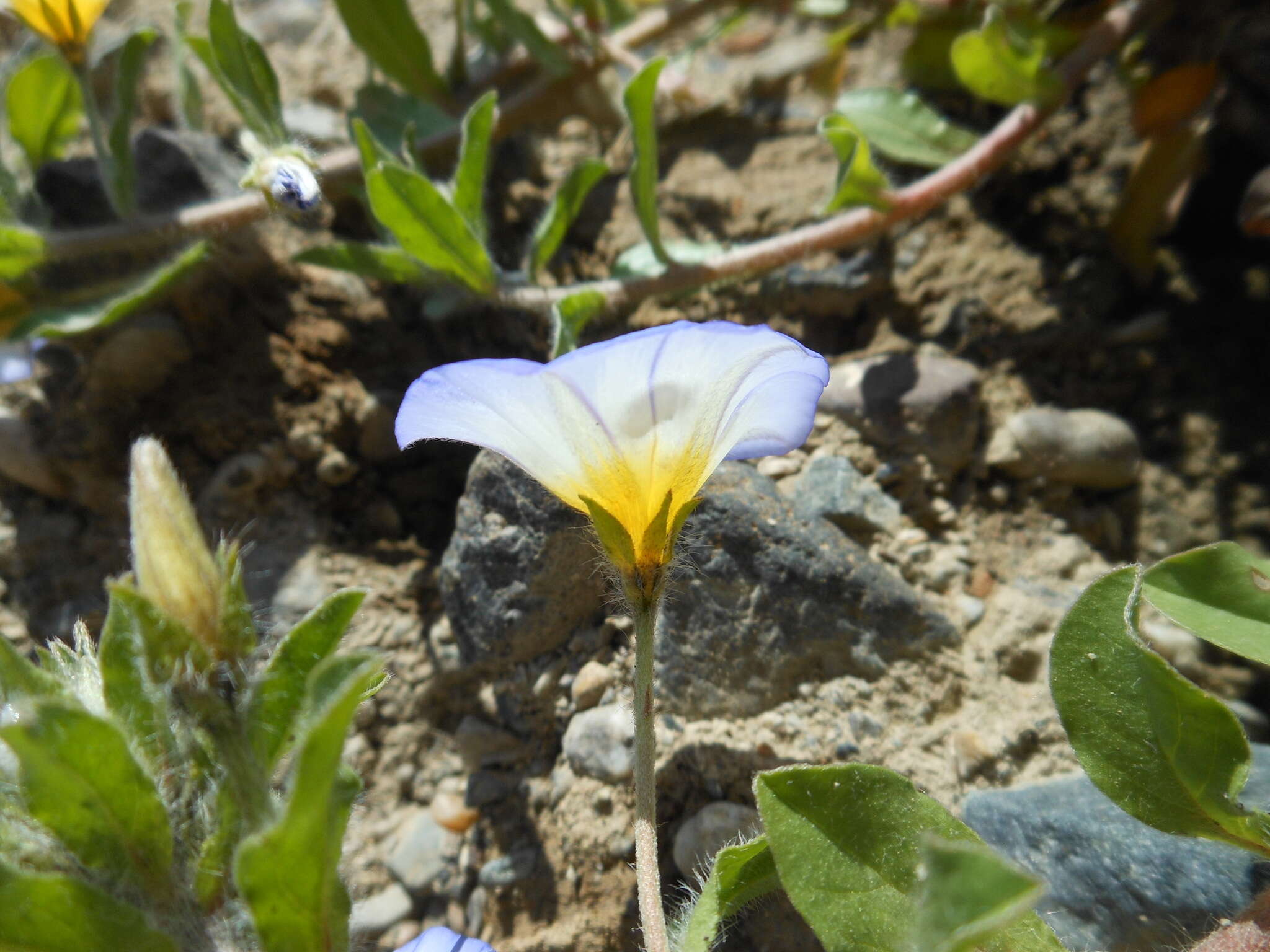 Image of Convolvulus tricolor subsp. cupanianus (Tod.) Cavara & Grande