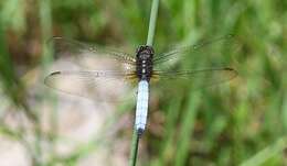 Image of Orthetrum azureum (Rambur 1842)