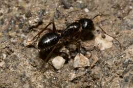 Camponotus tergestinus Mueller 1921的圖片