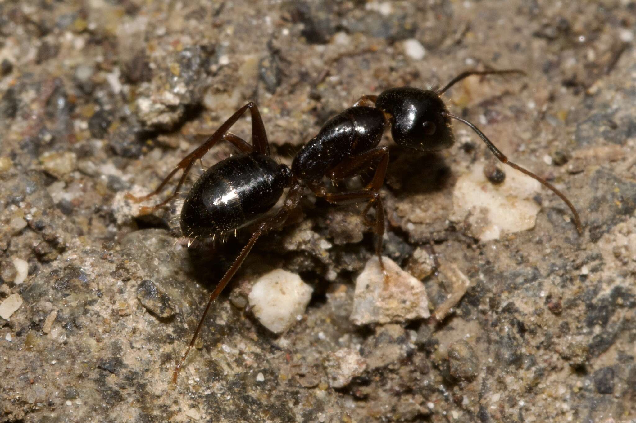 Camponotus tergestinus Mueller 1921的圖片