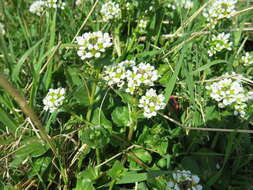 Image of Common Scurvygrass